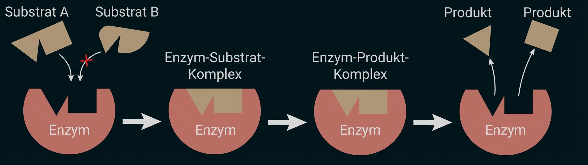 Schematische Abfolge: Enzym bindet Substrate, bildet Enzym-Substrat- und Enzym-Produkt-Komplex, Produkte werden freigesetzt.
